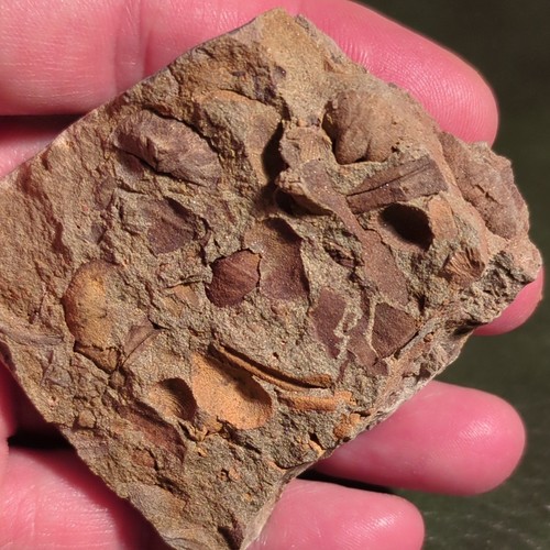 Fossil brachiopods and - fossil,