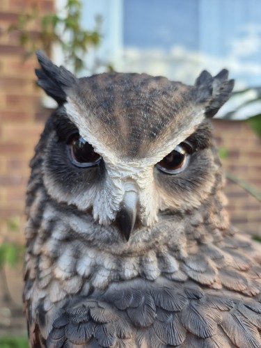 Long eared owl - long,