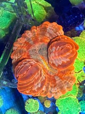 Rainbow Cynarina Rare LPS Coral
