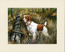 BRITTANY SPANIEL IN WOODS