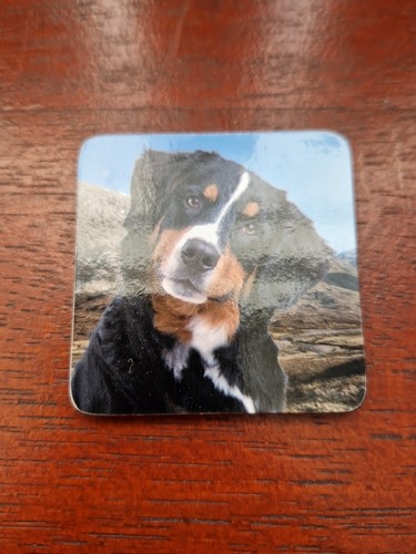 Bernese mountain dog - mountain,