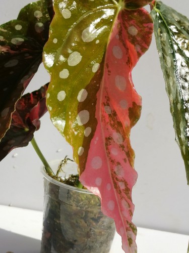 Begonia maculata pink - maculata,