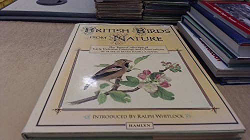 British birds from nature - nature, by