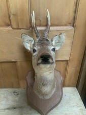 Roe deer taxidermy on wooden plaque dated 1988 