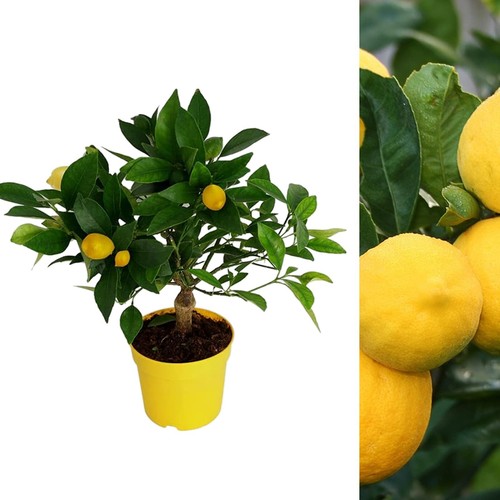 Citrus lemon tree - tree, in