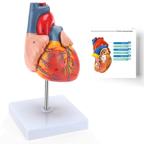 Ronten life size human heart - size,