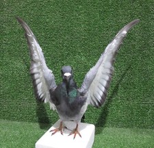 Wings Up Grey Pigeon Real Bird