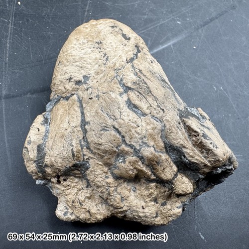 Ichthyosaur coprolite fossil - coprolite,