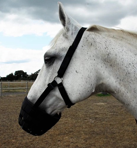 Rhinegold grazing muzzle - rhinegold,