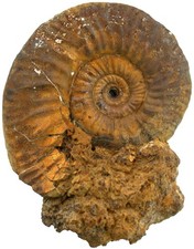 Dogger Grossouvria dilatata ammonite real large gold snail Utzing 4700