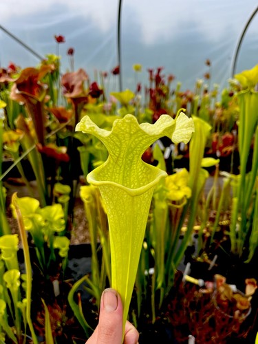 Sarracenia moorei antho - sarracenia, x