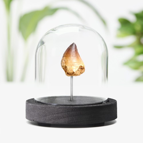 Mosasaurus tooth real - mosasaurus,