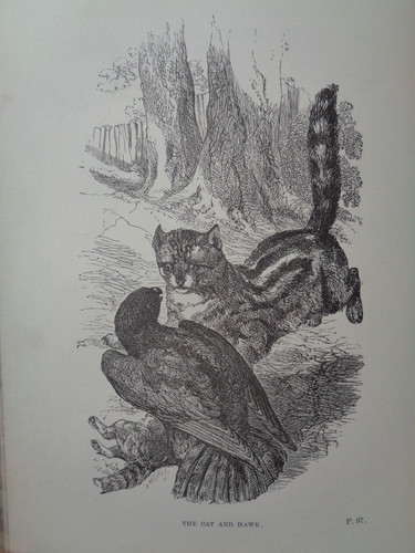 1854 sketches and anecdotes - and, of