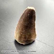 Mosasaur Tooth Fossil – Genuine Cretaceous Marine Reptile Fossil from Morocco –