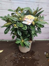 Rhododendron Golden Torch Dwarf Hybrid 3 Litre Garden Plant Established Shrub