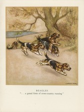 BEAGLE HOUNDS  LOVELY OLD 1947 DOG ART PRINT by ARTIST  VERNON STOKES