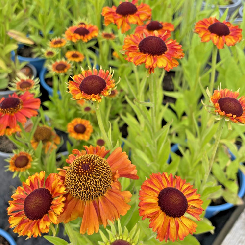 Helenium short and sassy - short,