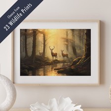 Wildlife Animal Scenes in the