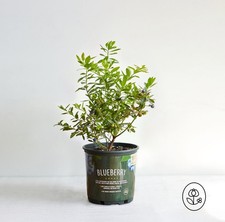 Blueberry Bush Plant - 1