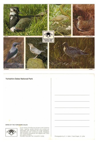 Postcard birds of the - birds,