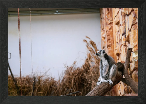 Ring tailed lemur branch - ring-tailed, on