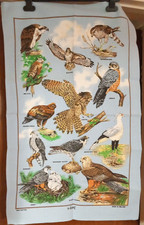 Vintage Blue Birds Of Prey