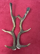 PAIR OF FALLOW DEER ANTLER