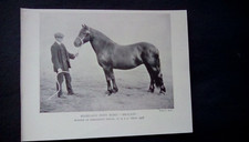 c1910, print, highland pony mare, BRAULIN,  winner  H. & A.S. show 1908