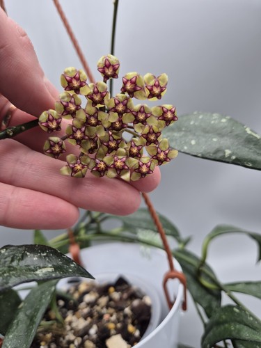 Rare hoya 003 - hoya,
