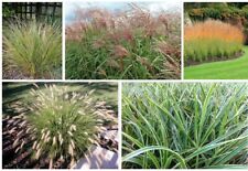Beginner's collection of five easy ornamental grasses- our choice of plants