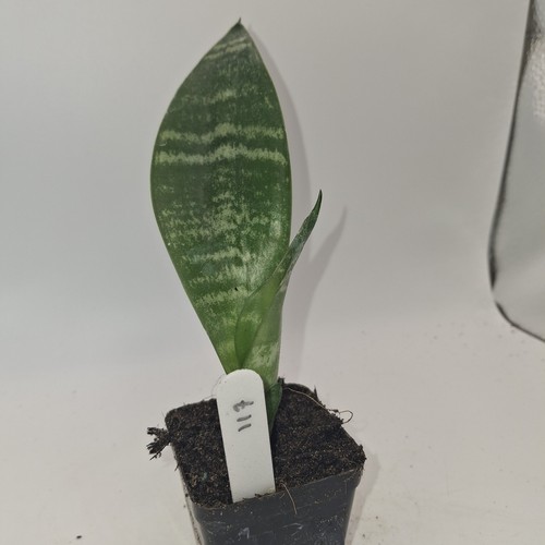 Snake plant sansevieria - sansevieria, |