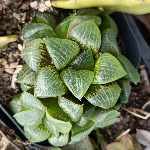 Haworthia bayeri mutica - bayeri, x