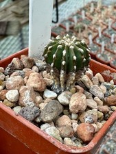 Geohintonia Mexicana Rare