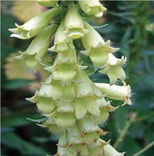 Flower - Digitalis Lutea - Straw Foxglove - 200 Seeds
