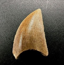 Authentic majungasaurus