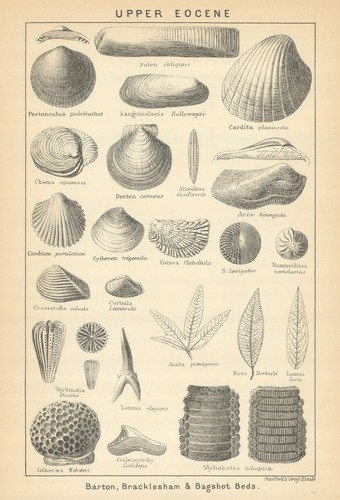 British fossils upper eocene - fossils.,
