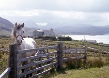 Photo 6x4 Horse at Mial