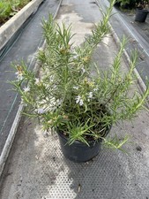 Rosemary Herb Plant 2L