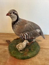 Taxidermy French Partridge