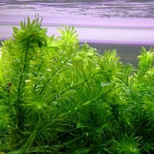 Elodea Densa 5-500 Oxygenating Pond Tropical Aquarium Live Plants Egeria K2AQUA