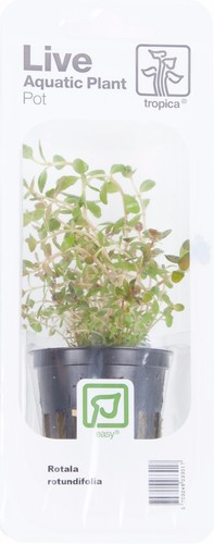 Rotala rotundifolia tropica - rotundifolia,
