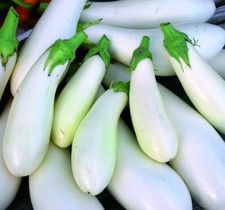 WHITE EGGPLANT LONG, 25 seeds