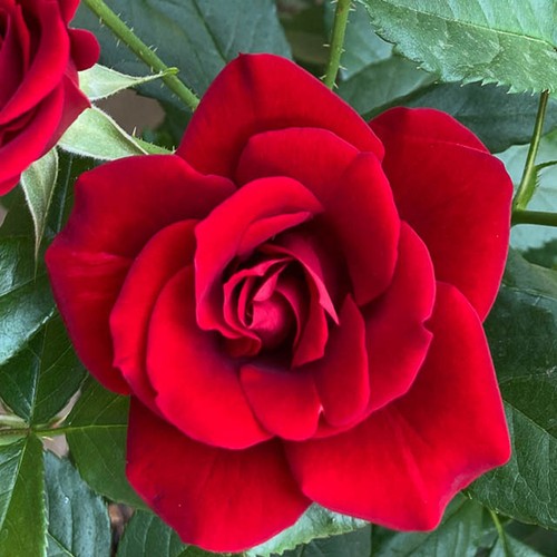 Rose david - 'david's, '