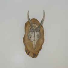 Old Roe Deer Buck Horns