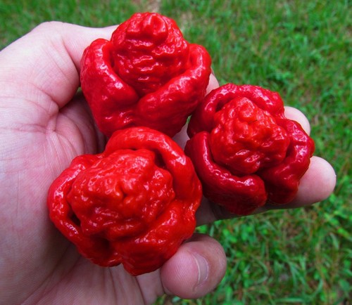 Trinidad moruga scorpion 25 - trinidad,