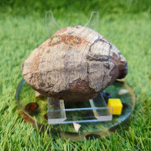 Large jurassic bivalve shell - large,