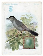 Old Trade Card Singer Sewing Machine American Song Birds Catbird Library Table