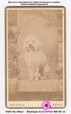 POODLE DOG POSING, DOG