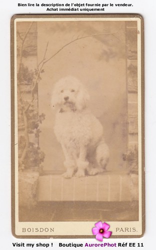 Poodle dog posing - poodle, posing,