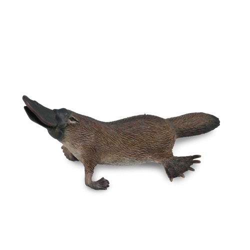 Collecta platypus - collecta,